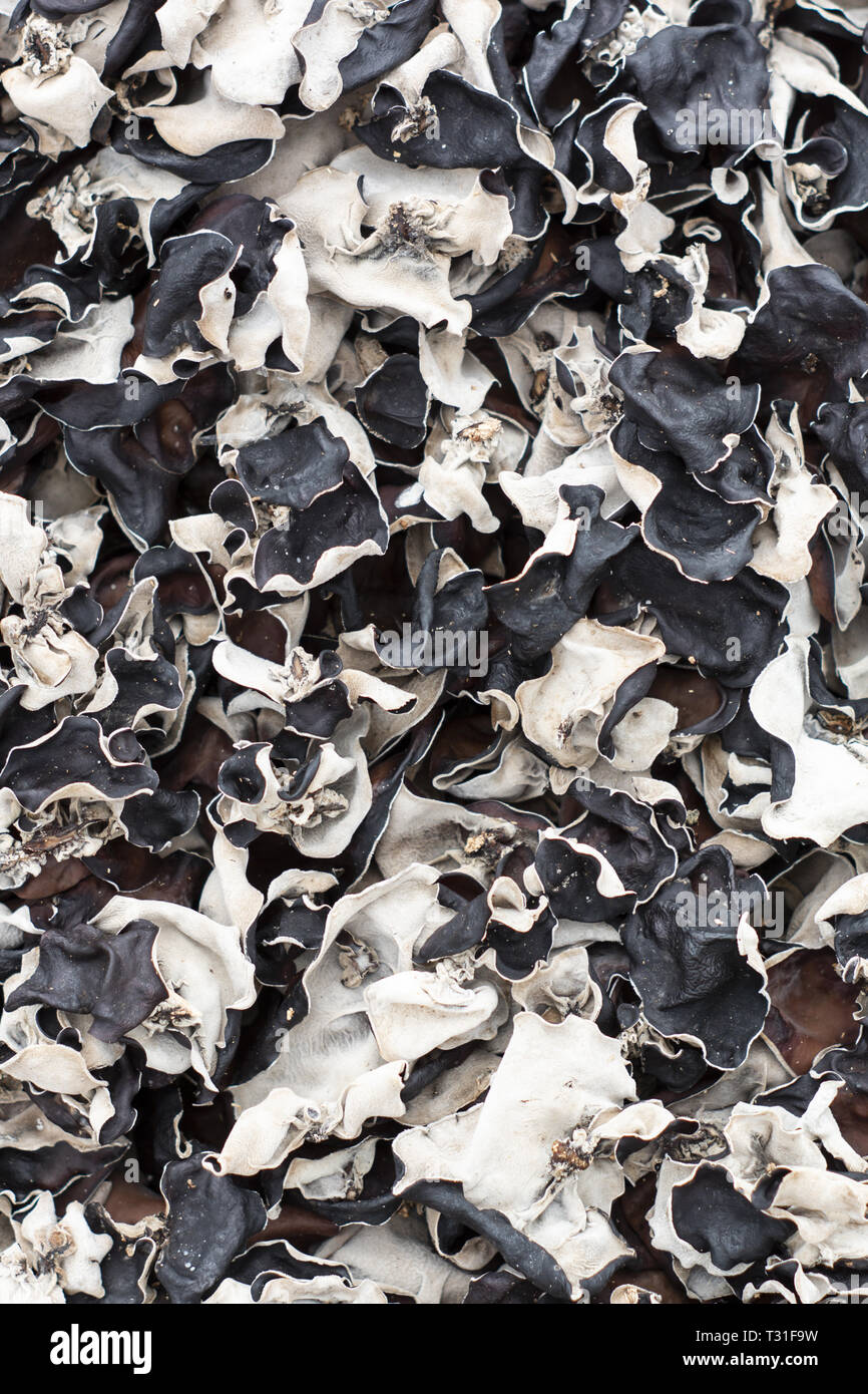 mushrooms drying in the sun Stock Photo Alamy