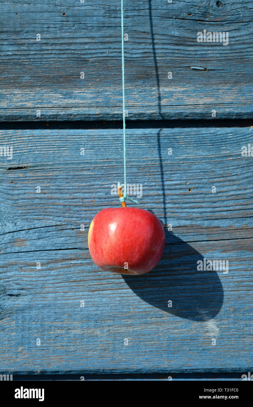hanging red apple on string on old wooden barn wall Stock Photo