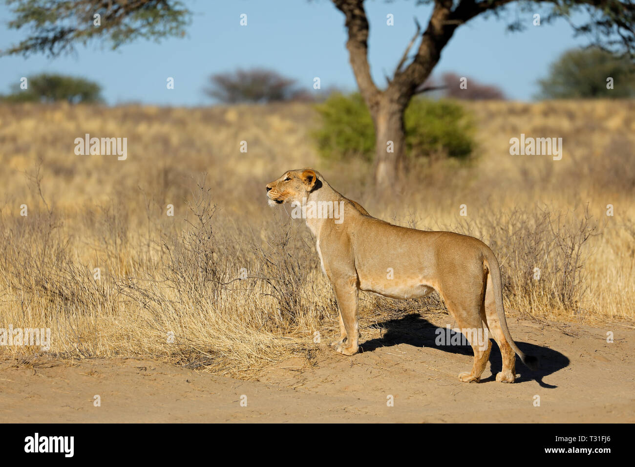 Alert lioness (Panthera leo) in natural habitat, Kalahari desert, South Africa Stock Photo