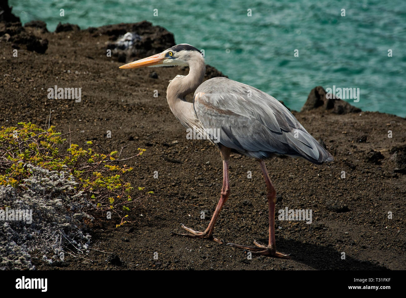 SOUTH AMERICA, Ecuador, Galapagos Islands, Bartolome Island, Great Blue Heron, Ardea Herodias Stock Photo
