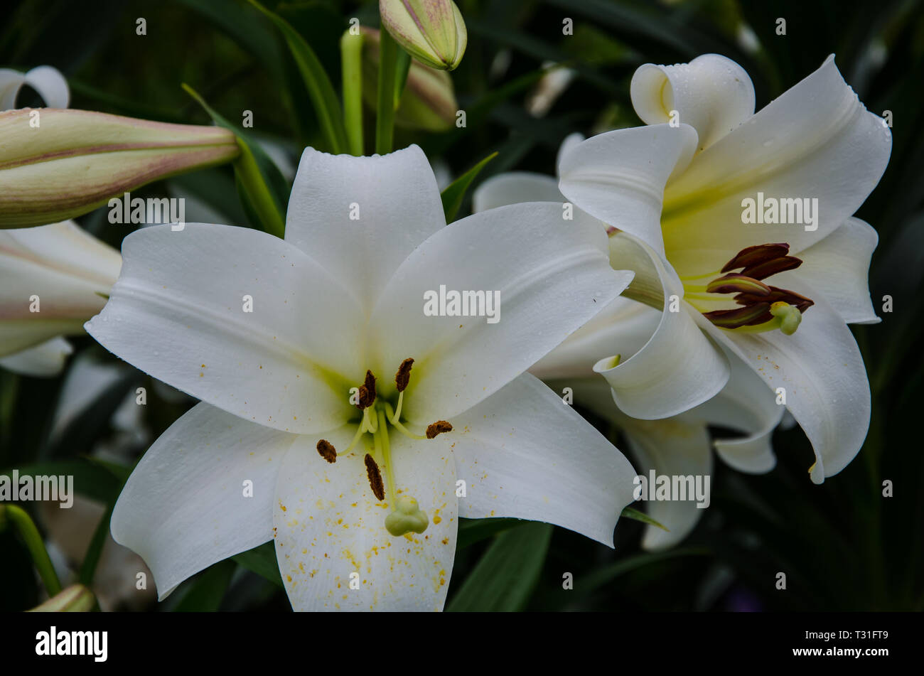 White lily flower new zealand hires stock photography and images Alamy