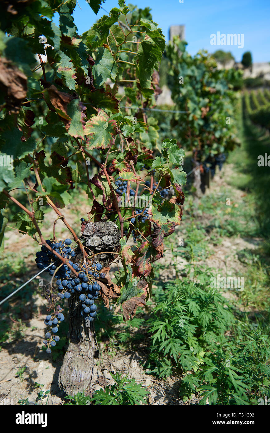 Ripe Saint Emilion grapes on the vine, with town in the background