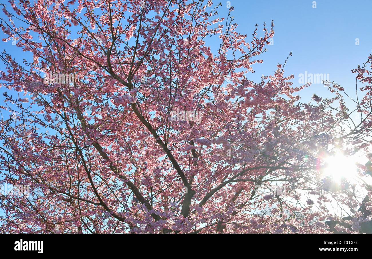 Beautiful blooming cherry tree in front of a blue sky Stock Photo - Alamy