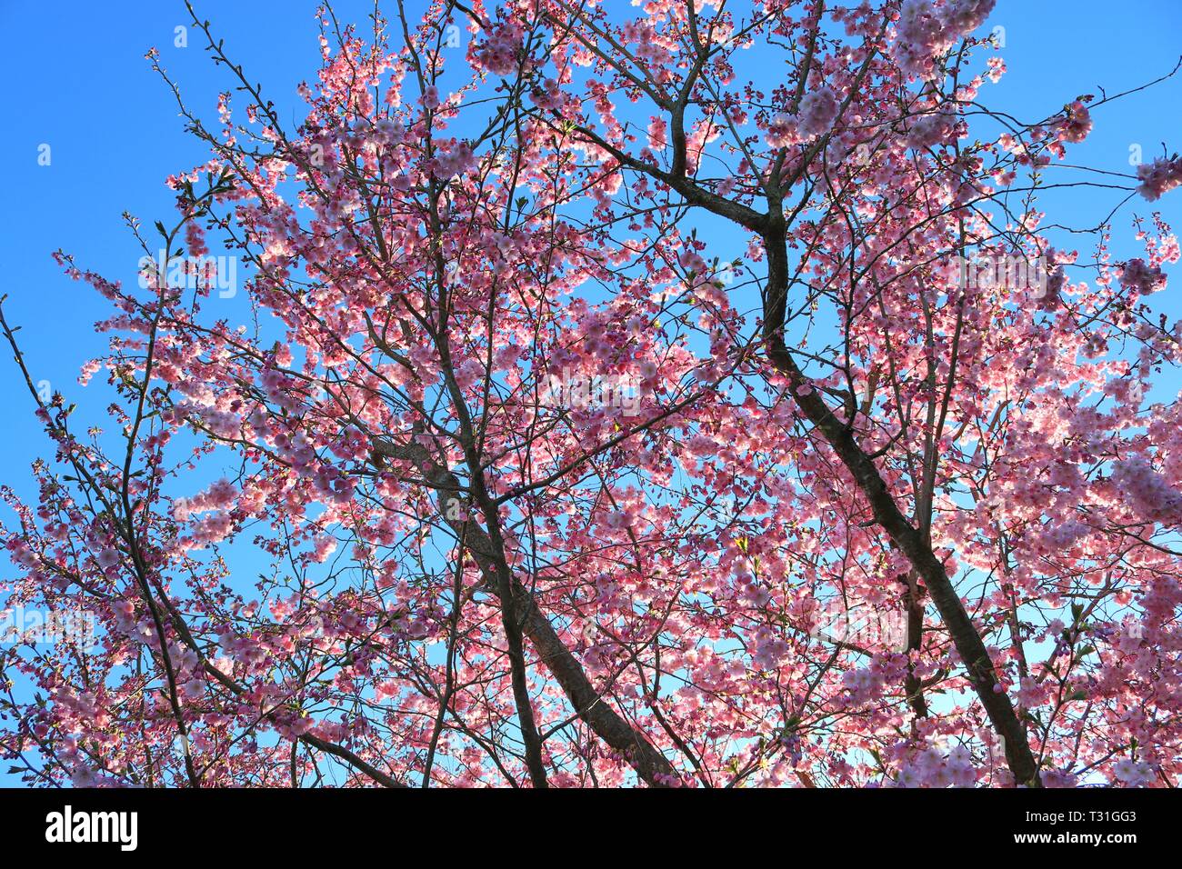 Beautiful blooming cherry tree in front of a blue sky Stock Photo - Alamy