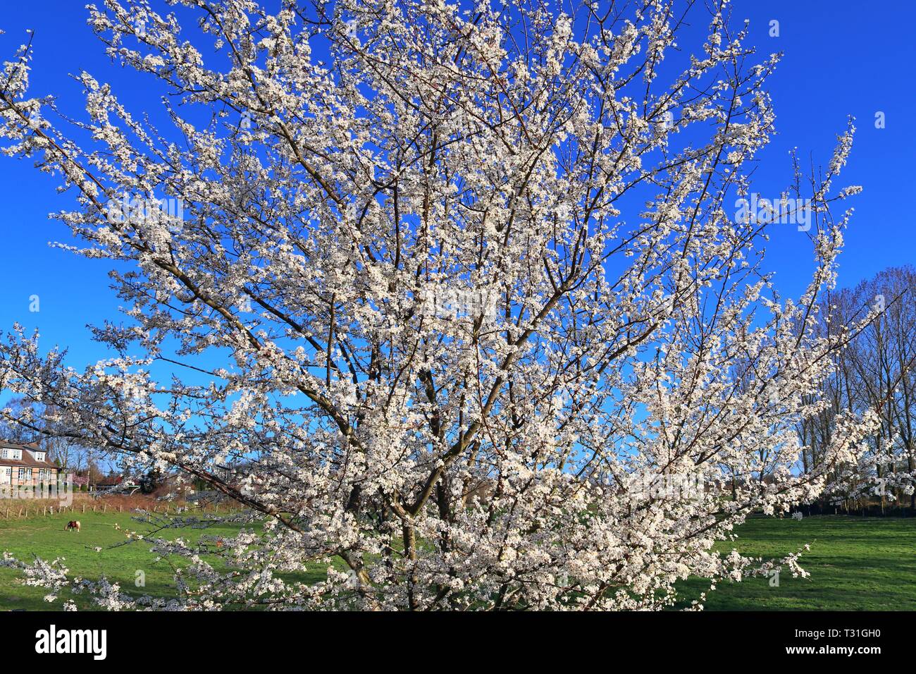 Beautiful blooming cherry tree in front of a blue sky Stock Photo - Alamy