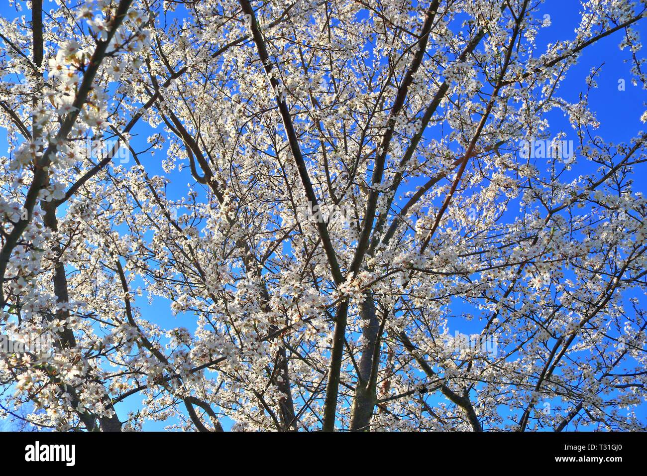 Beautiful blooming cherry tree in front of a blue sky Stock Photo - Alamy