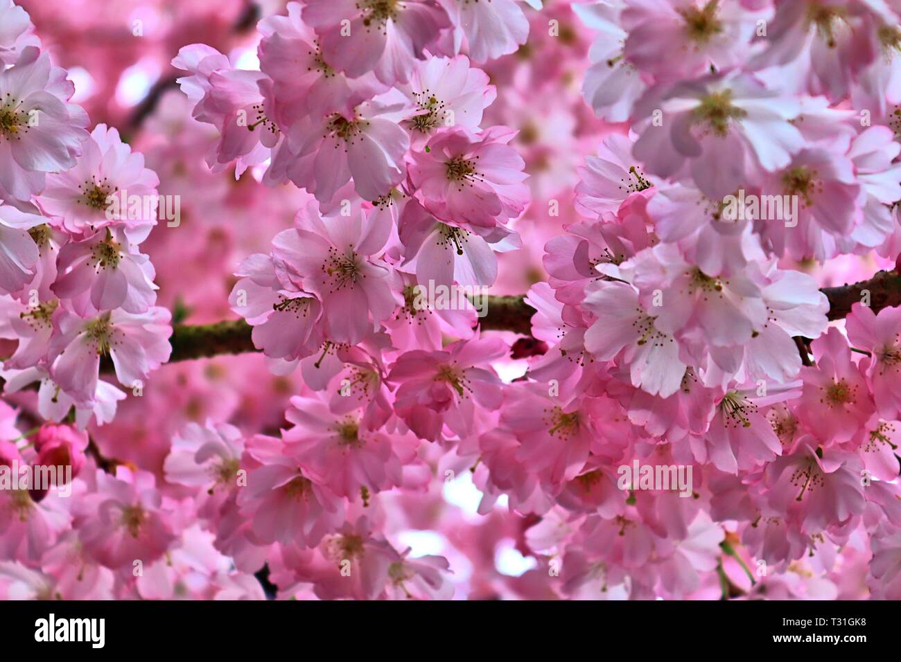 Beautiful blooming cherry tree in front of a blue sky Stock Photo - Alamy