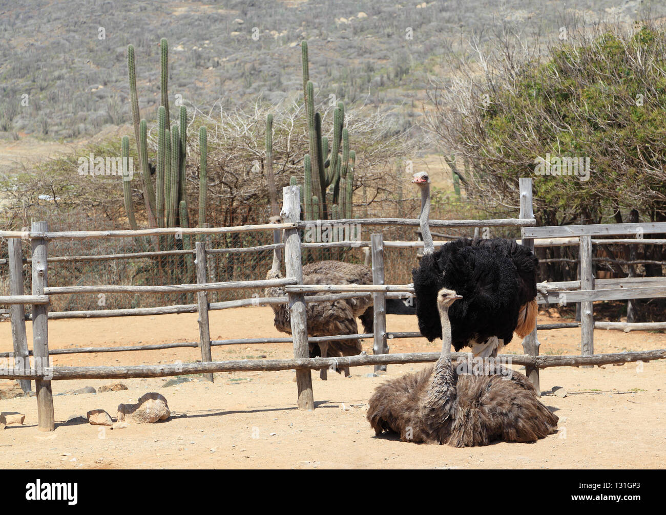 Ostriches (Struthio camelus) in their pens at the Aruba Ostrich Farm, Paradera, Aruba. The pair in the foreground are mated. Male has black feathers. Stock Photo
