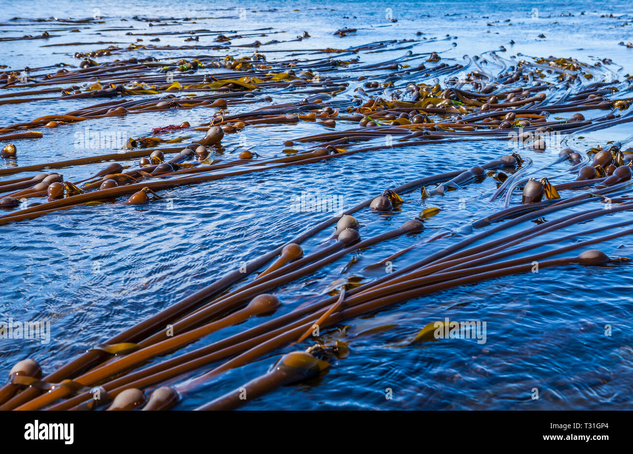 Kelp bed hires stock photography and images Alamy