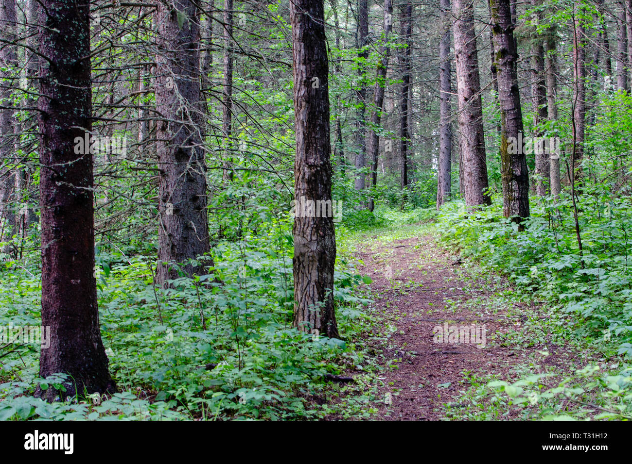 Hiking trail at Duck Mountain Provincial Park Stock Photo