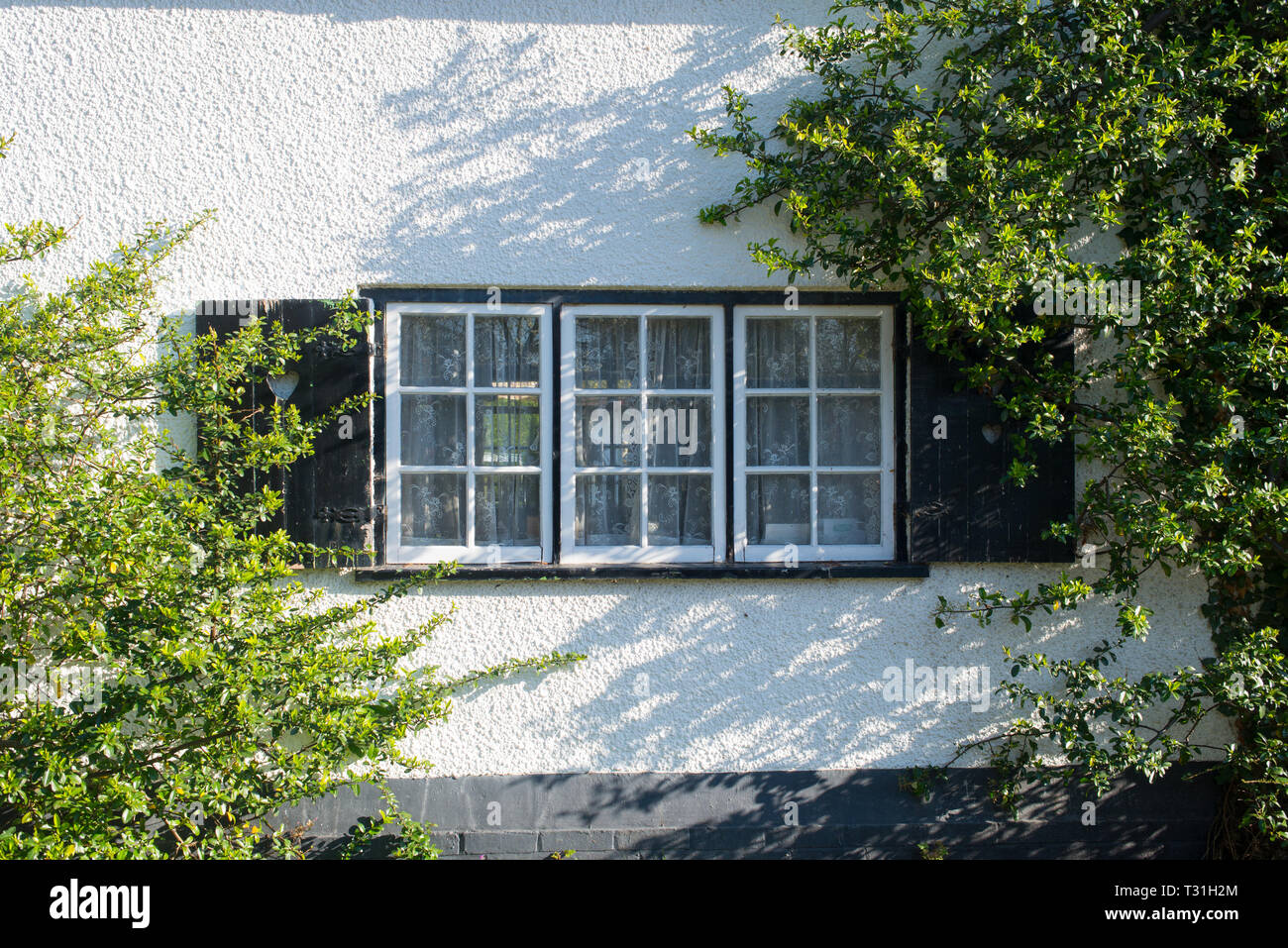 Triple window classic vintage in white frame with black wooden shutters with climbers growing on white wall Stock Photo