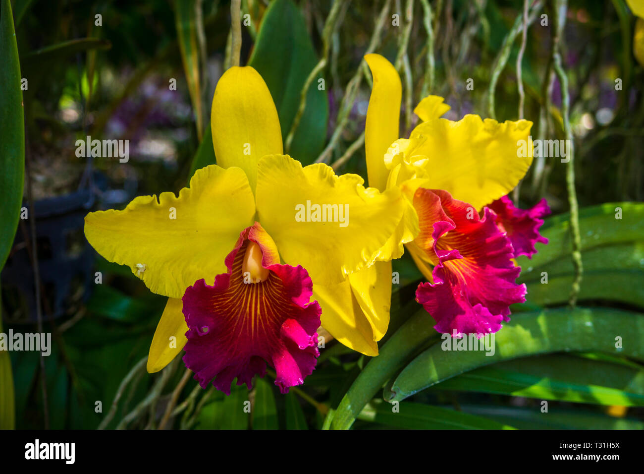 Yellow Orchidaceae flowers in orchid farm, orchid industry in Phuket, Thailand Stock Photo