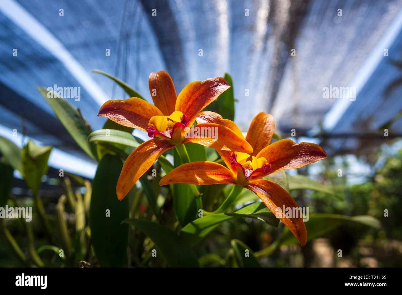 Orange Orchidaceae flowers in orchid farm, orchid industry in Phuket, Thailand Stock Photo