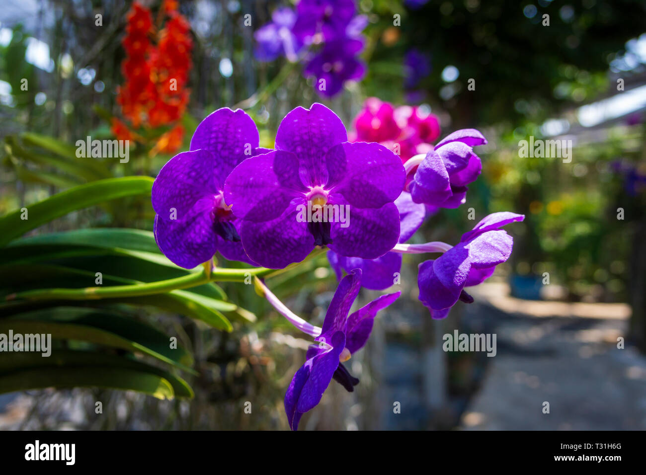 Purple Orchidaceae flowers in orchid farm, orchid industry in Phuket, Thailand Stock Photo