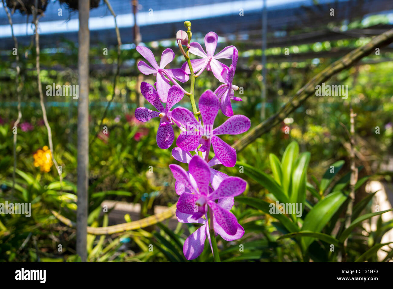 Pink Orchidaceae flowers in orchid farm, orchid industry in Phuket, Thailand Stock Photo