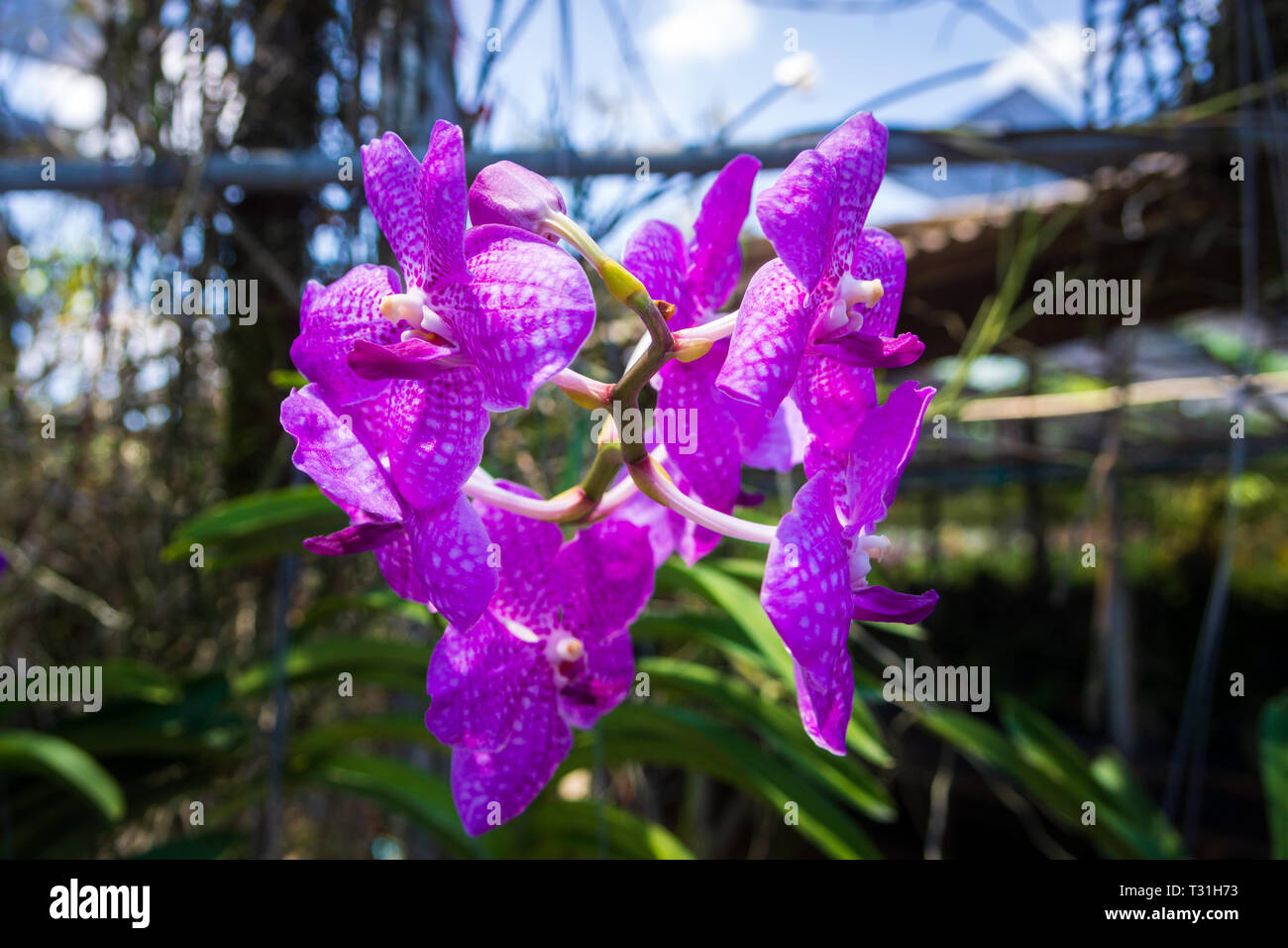 Purple Orchidaceae flowers in orchid farm, orchid industry in Phuket, Thailand Stock Photo