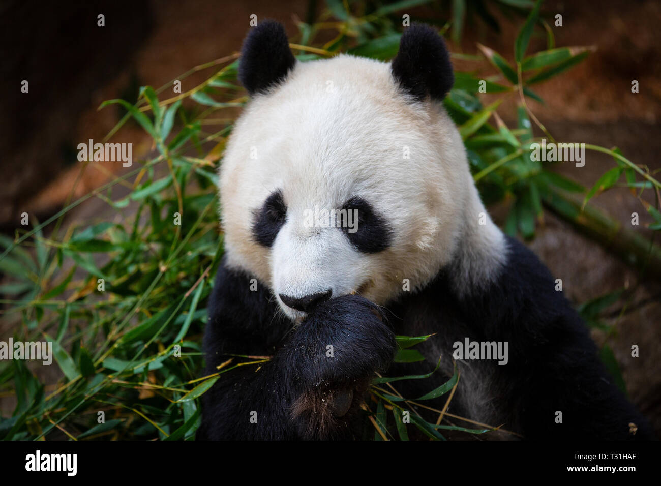 Panda Bear Eating Bamboo Stock Photo - Alamy