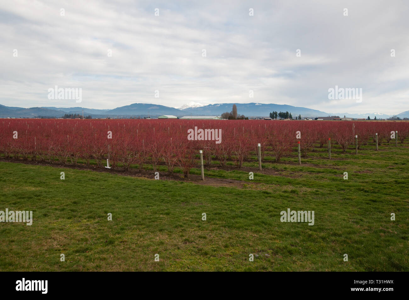 This landscape is a blueberry farm in winter with Mt Baker in the