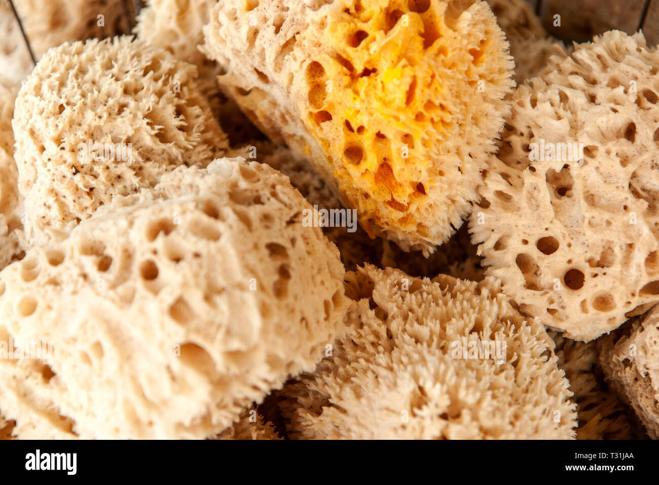 Dried sea sponges hires stock photography and images Alamy