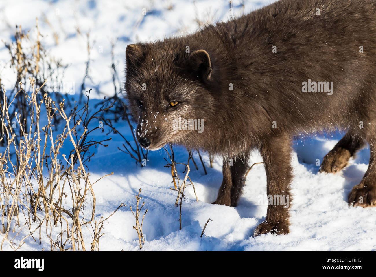 Arctic Fox at the Arctic Fox Center in Súðavík, which has Arctic Foxes