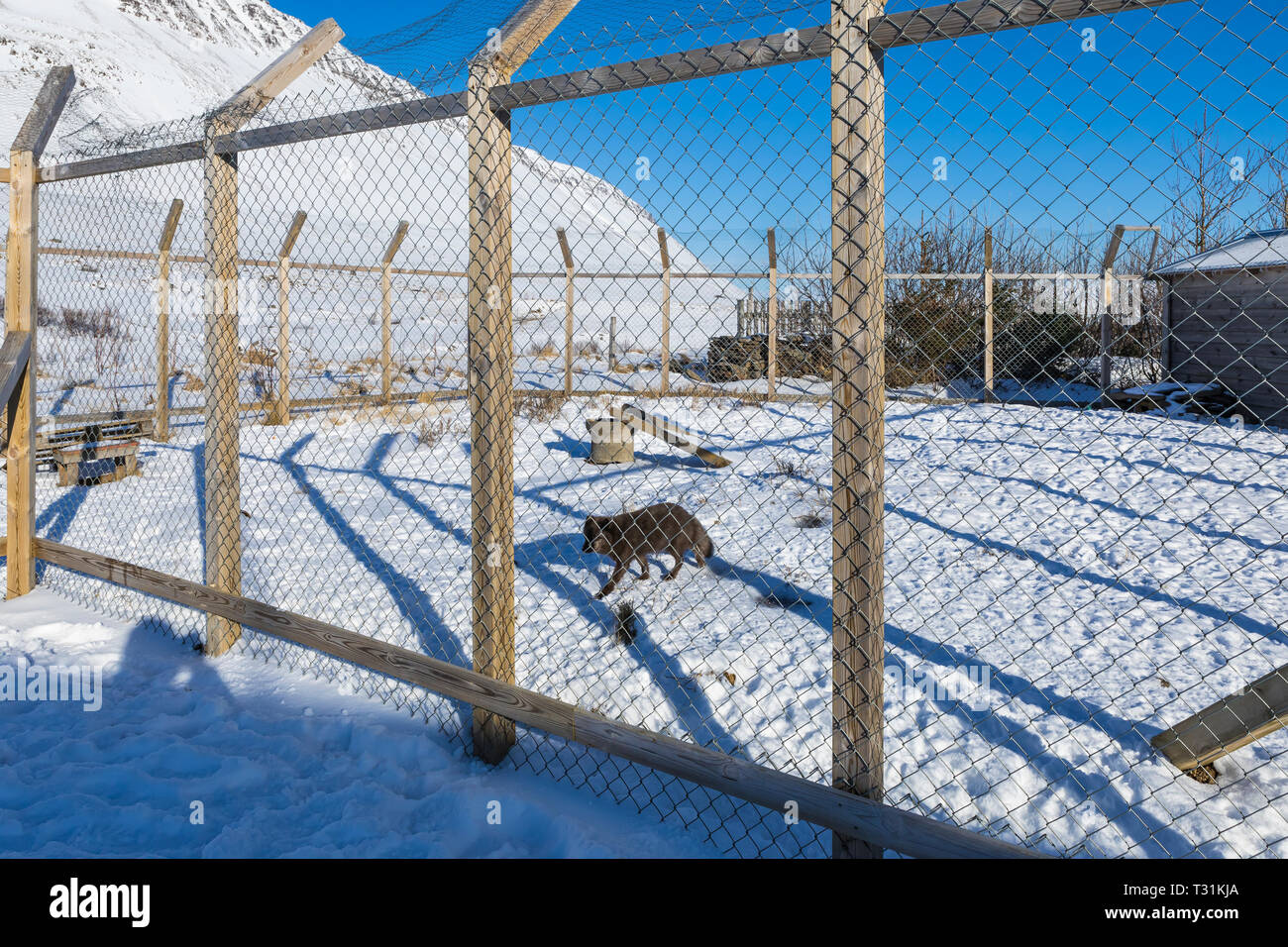Arctic Fox Fence Purple Fennec | BakkesMod Plugins