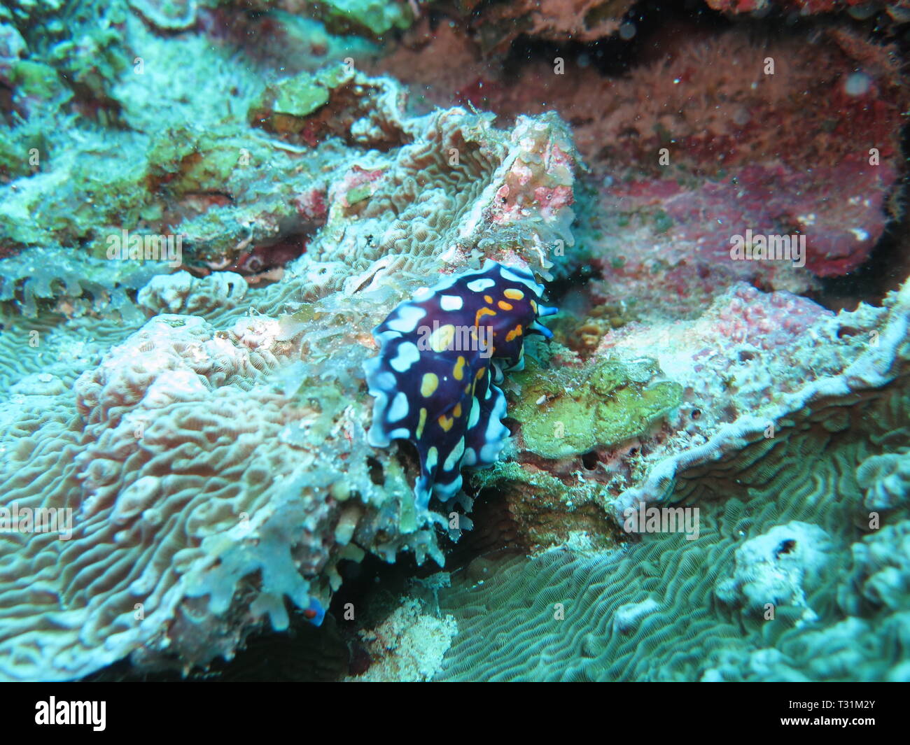 Linda's flatworm, Pseudoceros lindae, Mnemba atol, Zanzibar Stock Photo