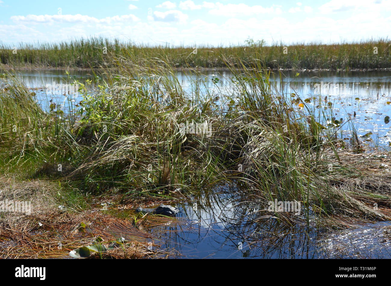 Alligator head at Everglades National Park Florida USA Stock Photo