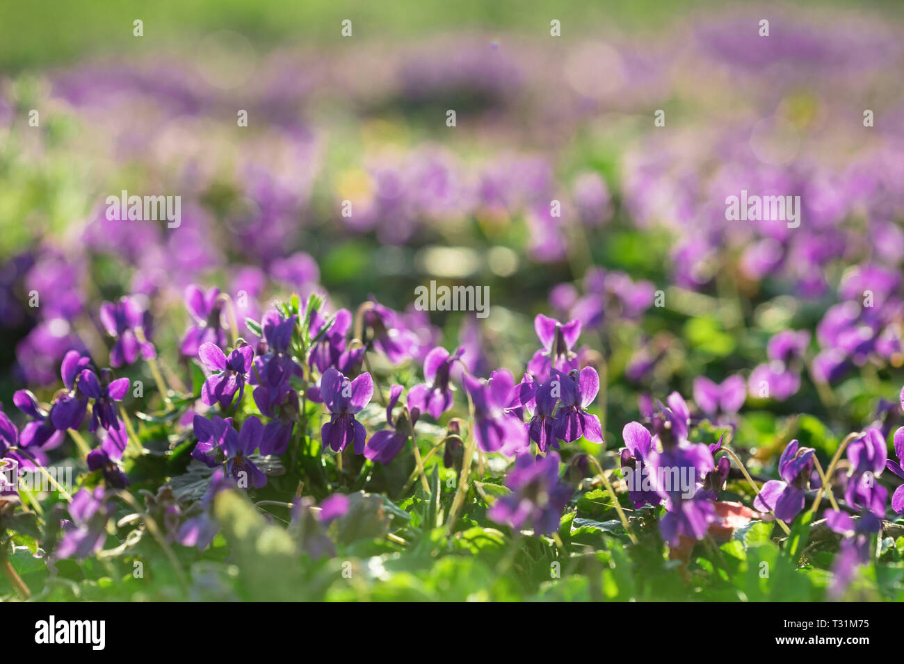 Beautiful Young and Fresh Wild Violets In the Sunny Early Spring Garden Stock Photo