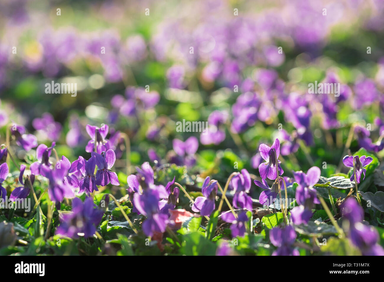 Beautiful Young and Fresh Wild Violets In the Sunny Early Spring Garden Stock Photo