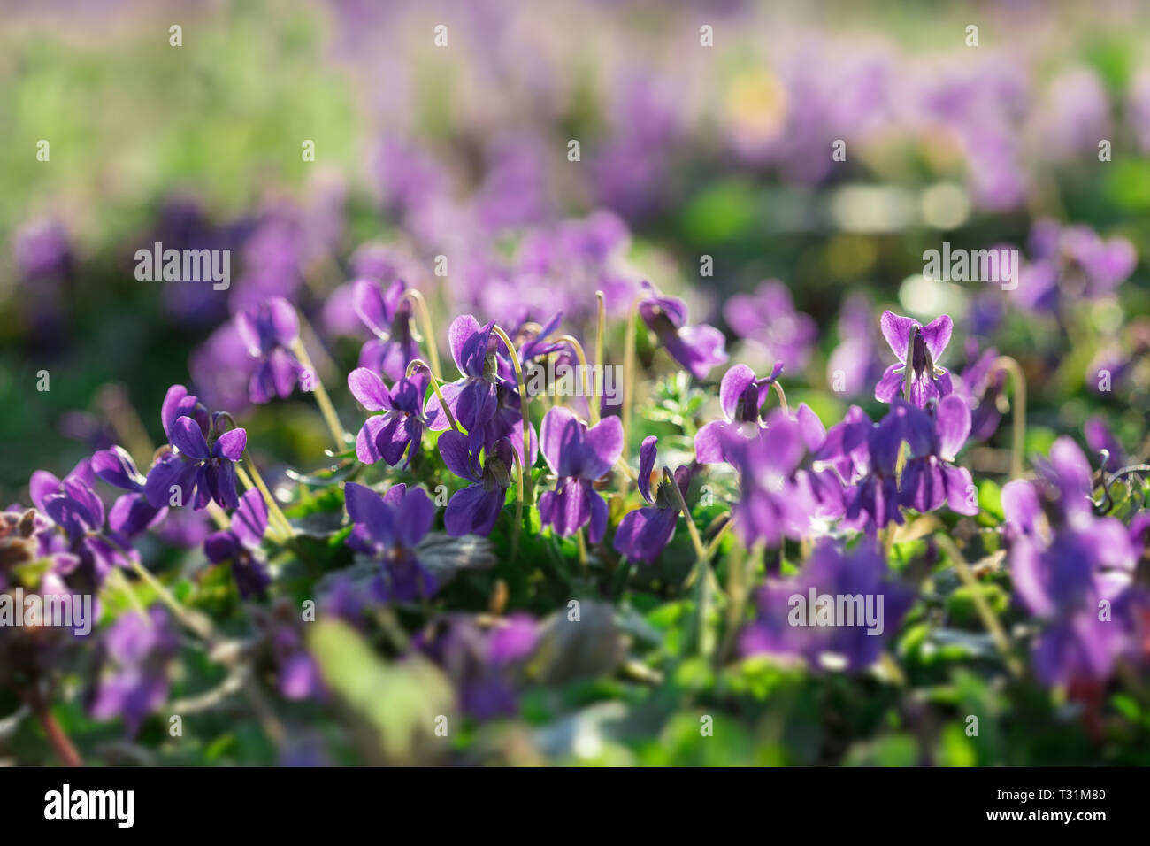Beautiful Young and Fresh Wild Violets or Violas In the Sunny Early Spring Garden Stock Photo