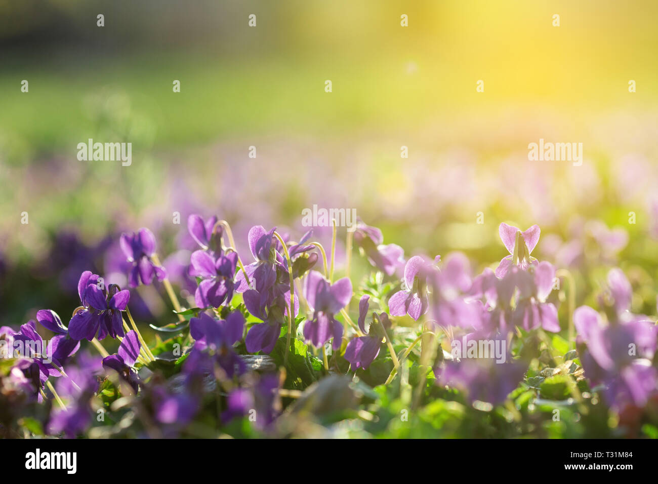 Beautiful Young and Fresh Wild Violets or Violas In the Sunny Early Spring Garden Stock Photo