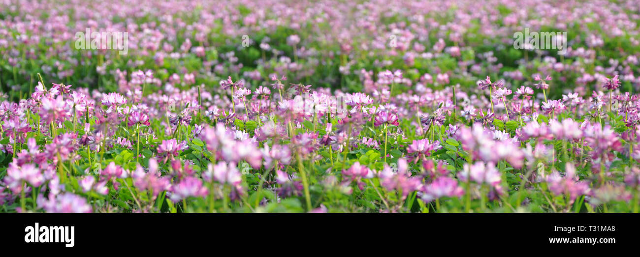 Field of alfalfa flowers (also called lucerne), panoramic background Stock Photo