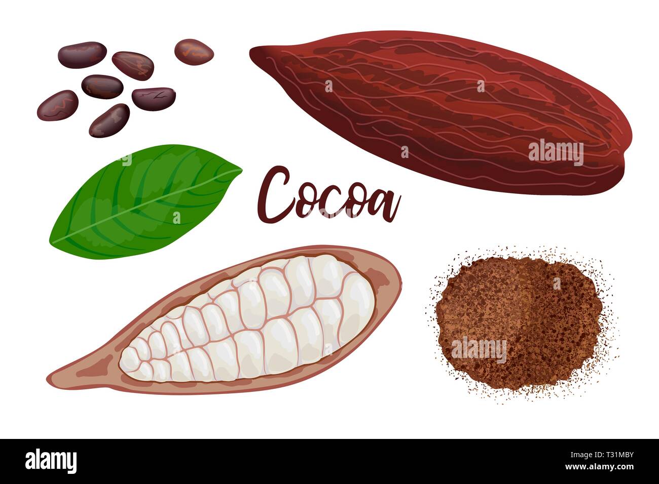 Ripe cocoa sweet pod fruit whole and cracked, leaf, seeds and cocoa powder on white background. vector illustration. Stock Vector