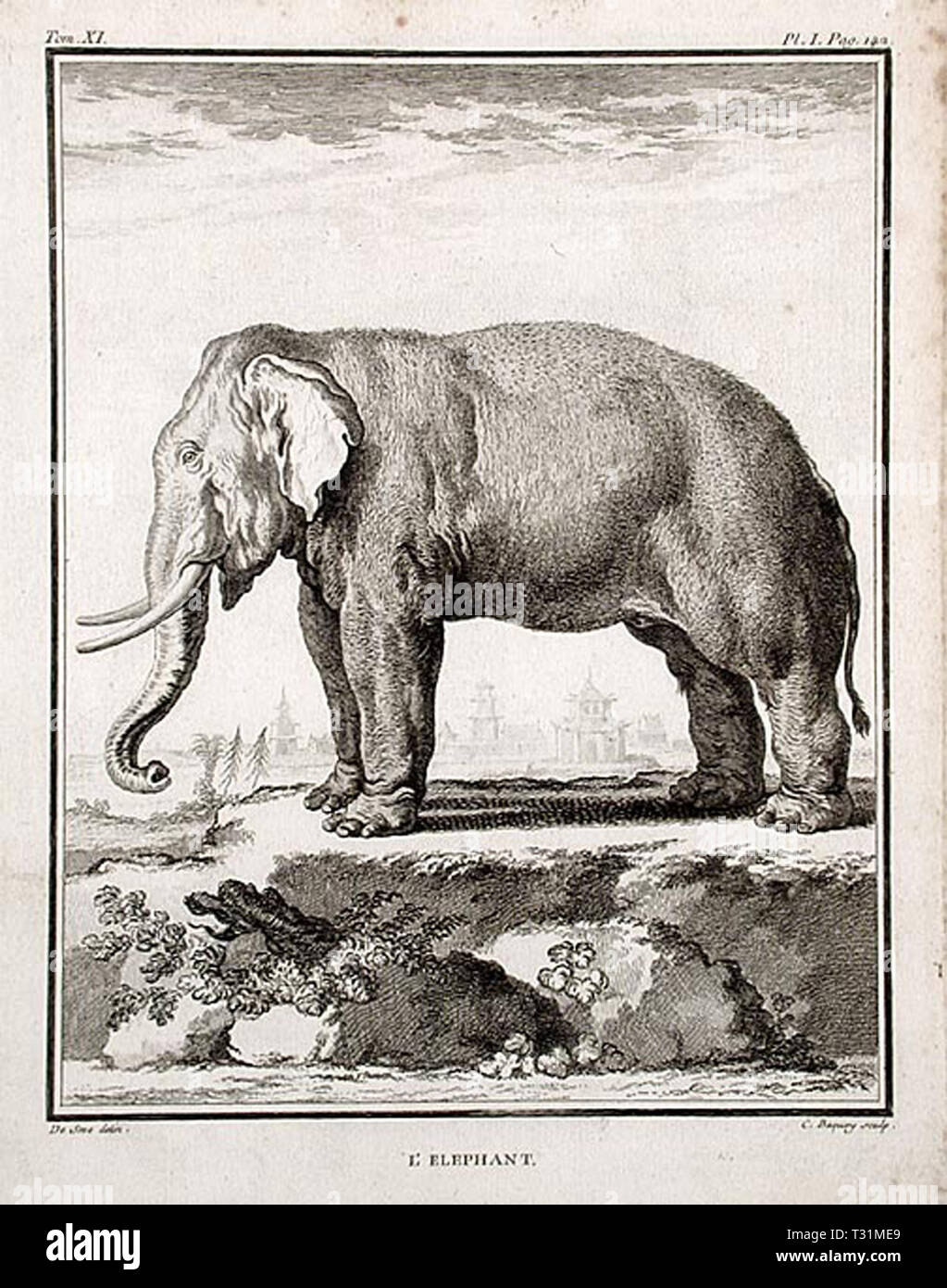 Vintage Elephant etching art Stock Photo Alamy