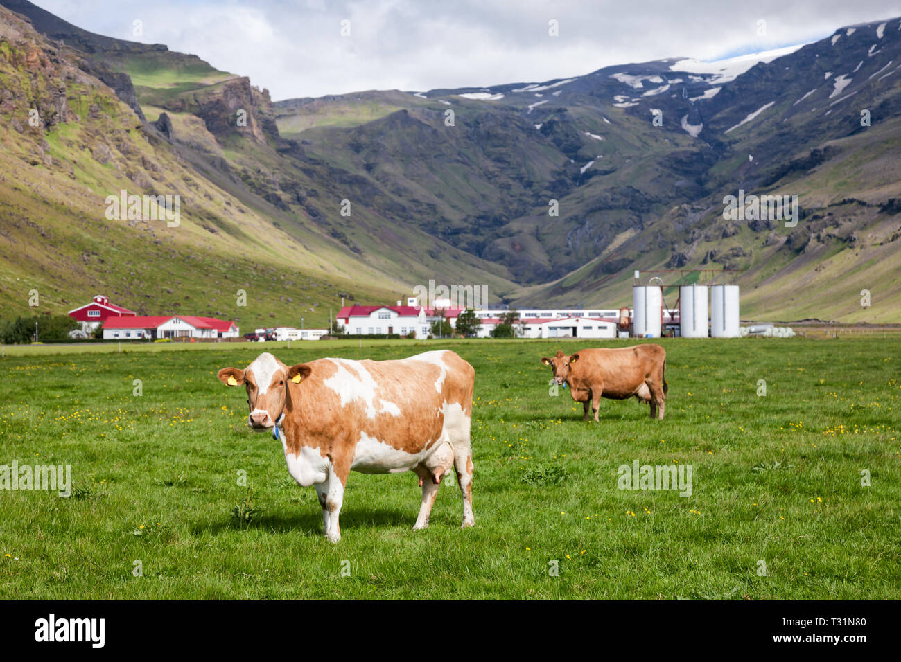 Icelandic rural scene with free range grazing red and white Holstein Friesian breed dairy cattle in a pasture with farm buildings in background, Icela Stock Photo