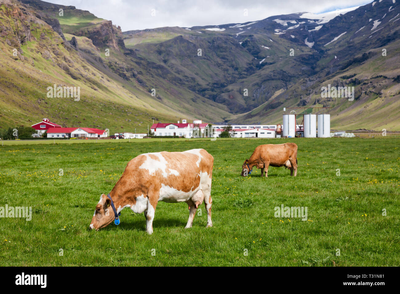 Icelandic rural scene with free range grazing red and white Holstein Friesian breed dairy cattle in a pasture with farm buildings in background, Icela Stock Photo