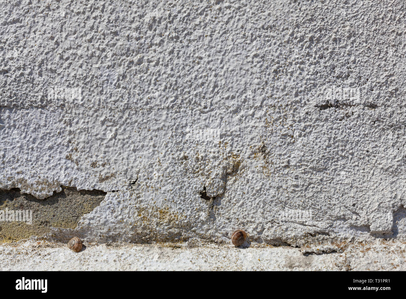 Two snails chose to sleep with each other on a rugged white wall. Stock Photo