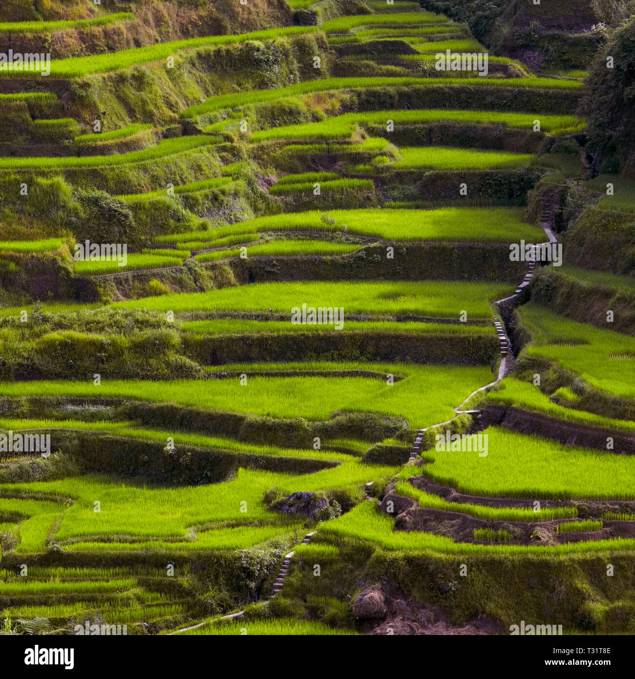 Green rice terraces hillside hi-res stock photography and images - Alamy