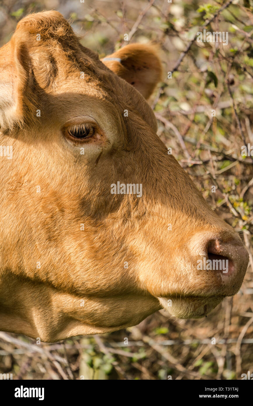 Close up portrait of the side of the head of a serene red cow staring to the right Stock Photo