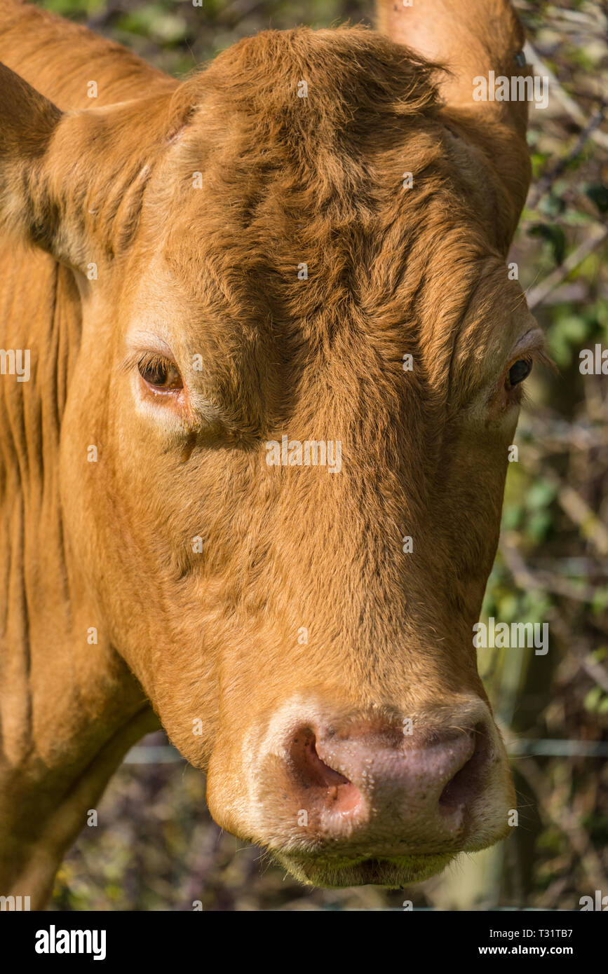 Close up portrait of  the head of a serene red cow staring at the camera Stock Photo