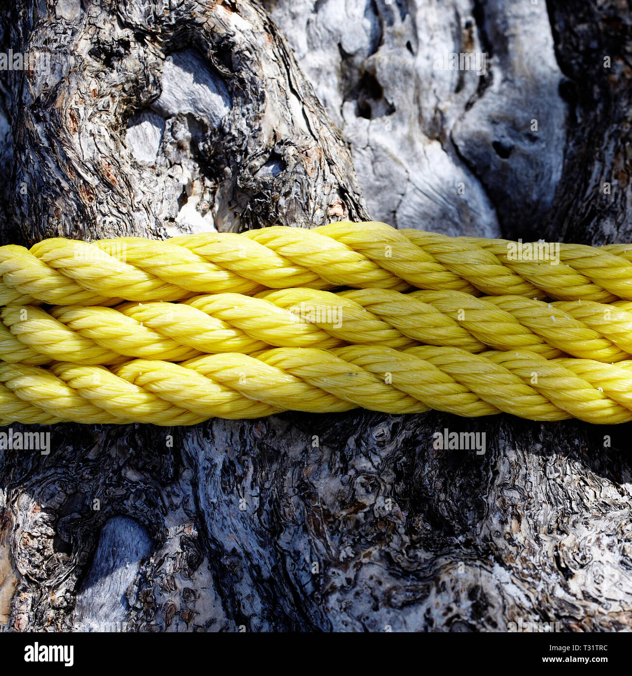 Rope Around a Tree Trunk Stock Photo - Alamy