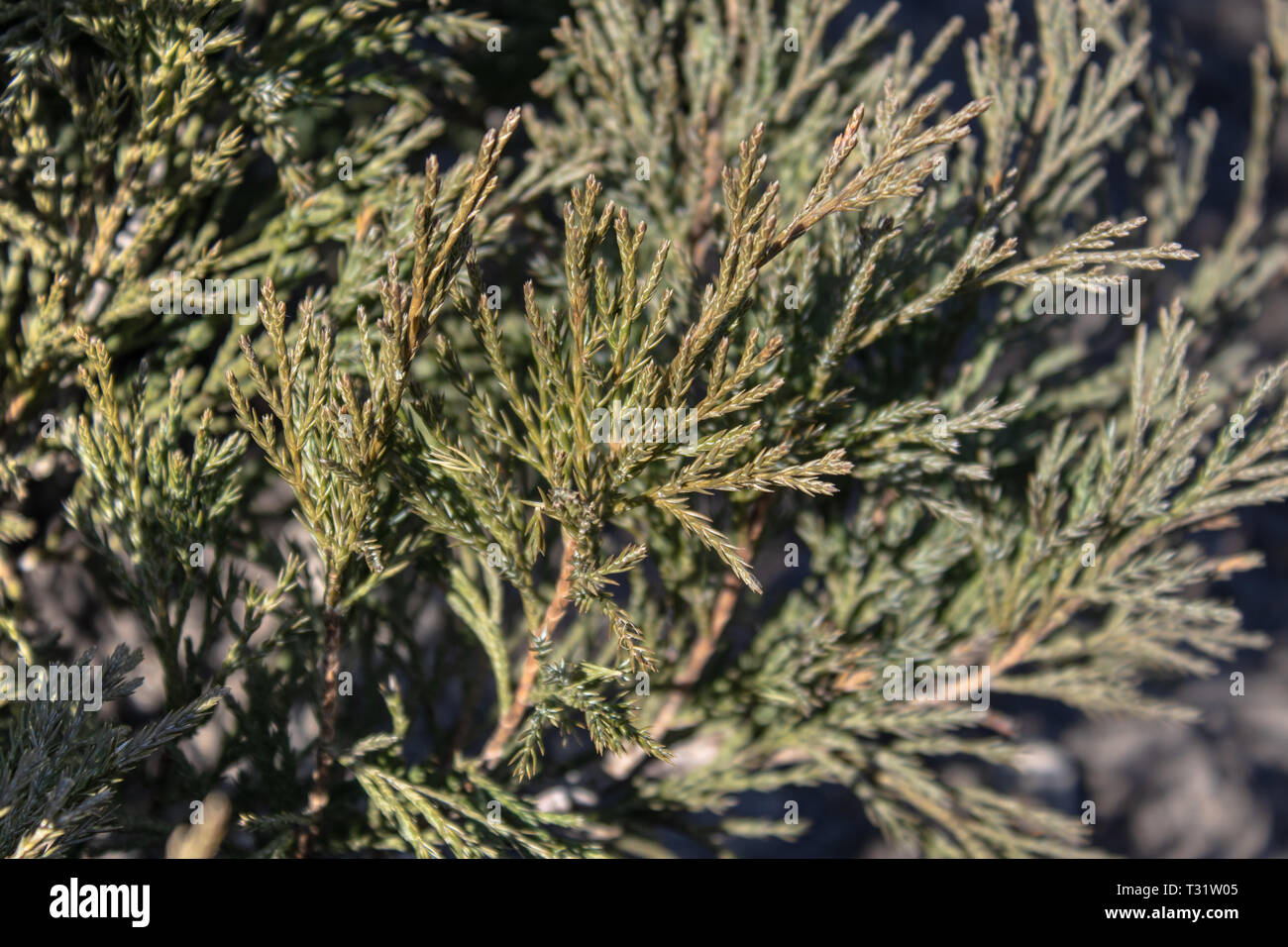 Background green thuja branches hi-res stock photography and images - Alamy