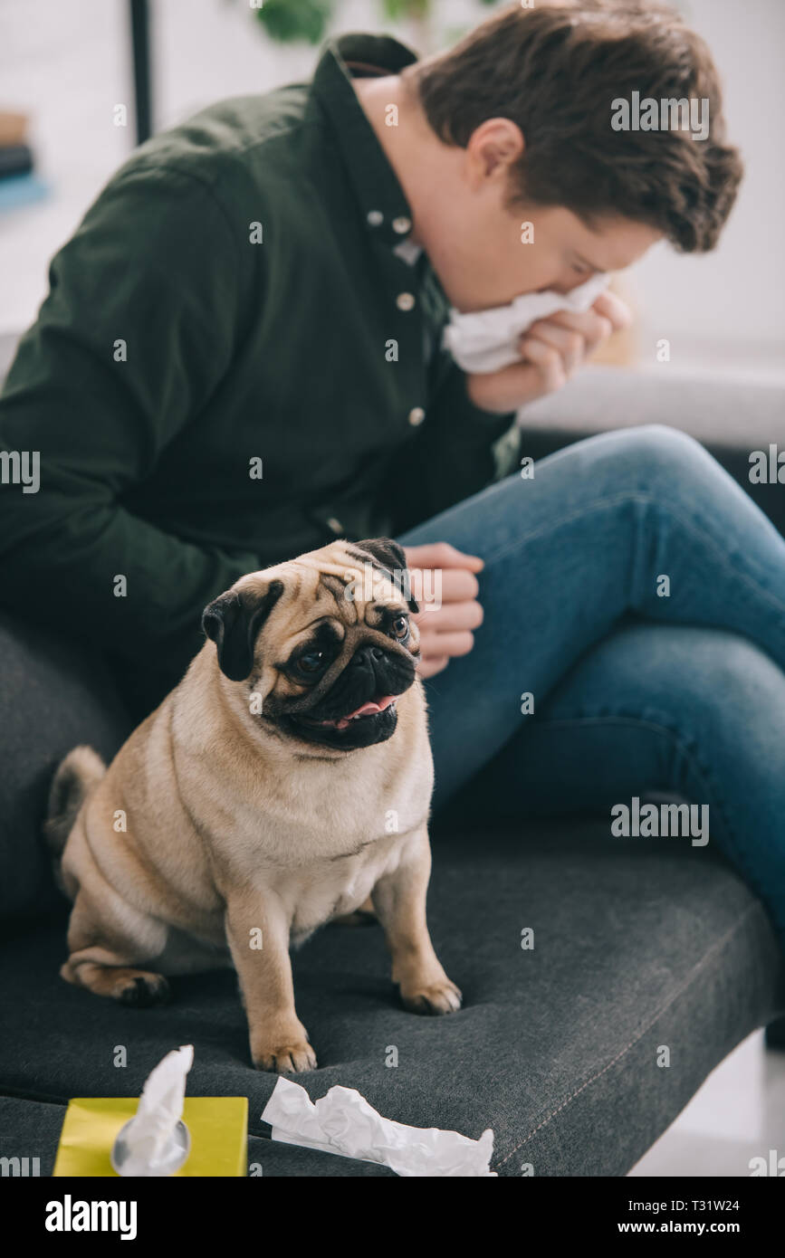 selective focus of adorable pug near man allergic to dog sneezing on
