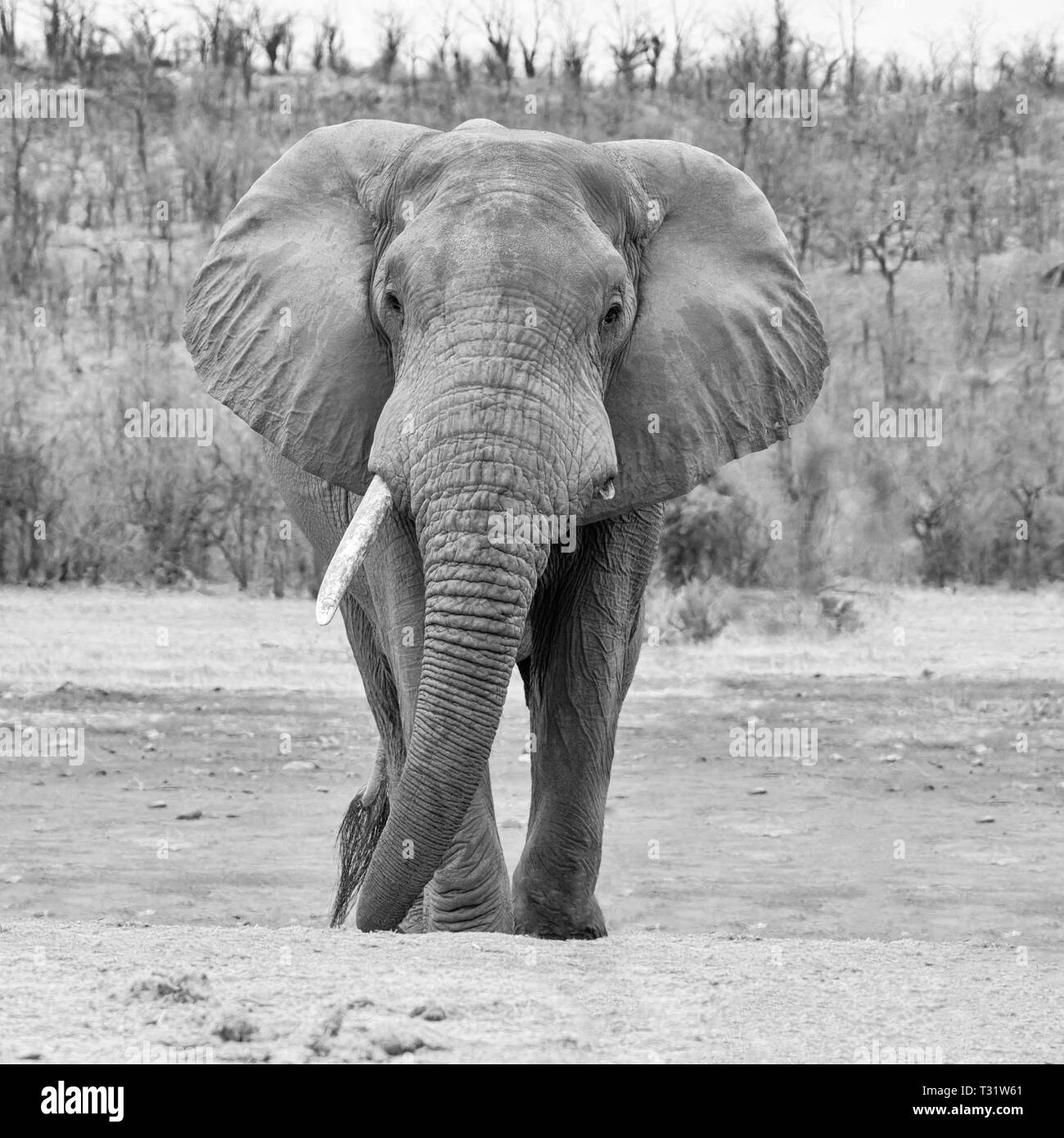 An African Elephant bull in Southern African savanna Stock Photo
