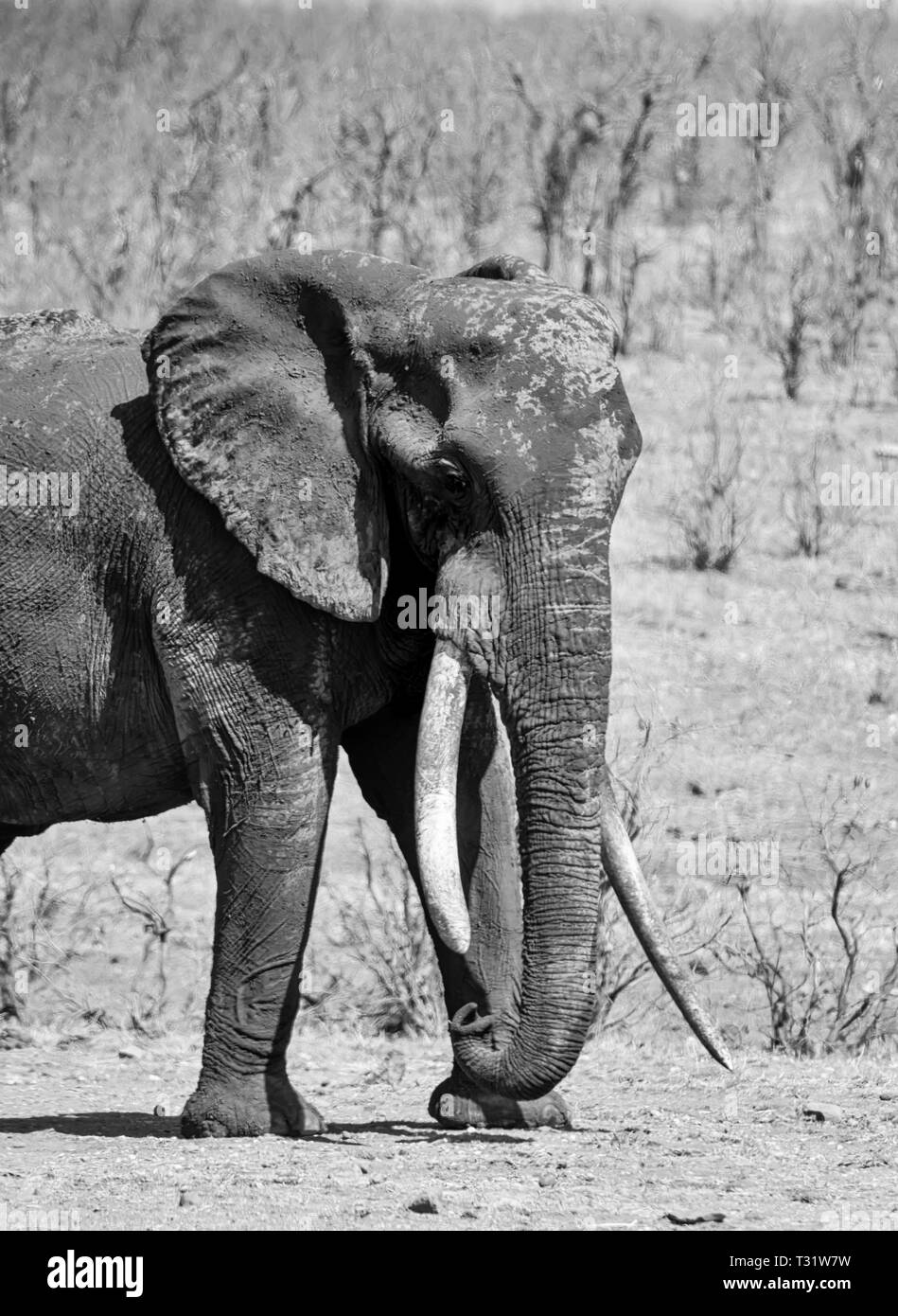 An African Elephant bull in Southern African savanna Stock Photo Alamy