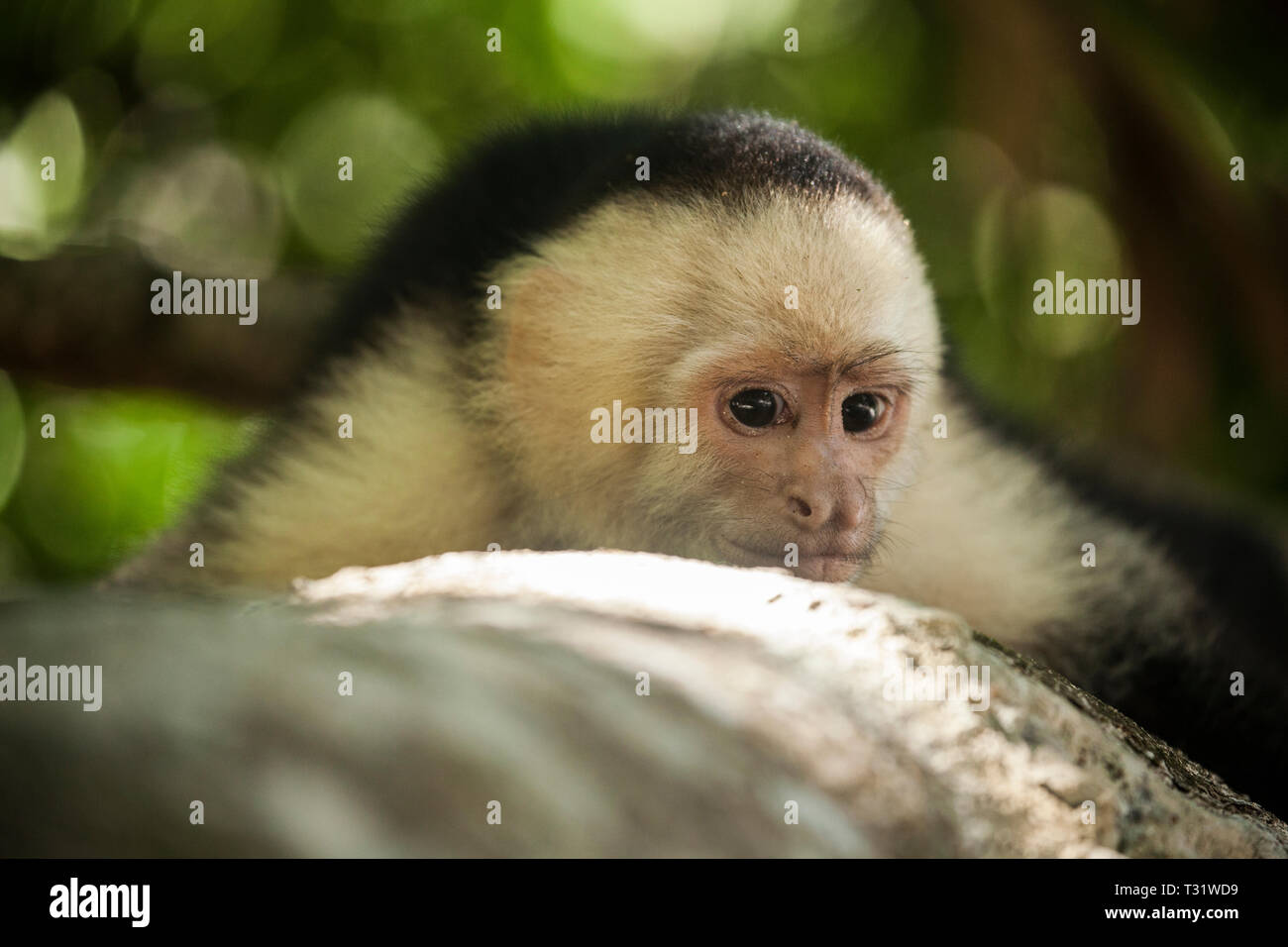 A capuchin monkey lays on a tree truck looking toward the camera in Panama. Stock Photo