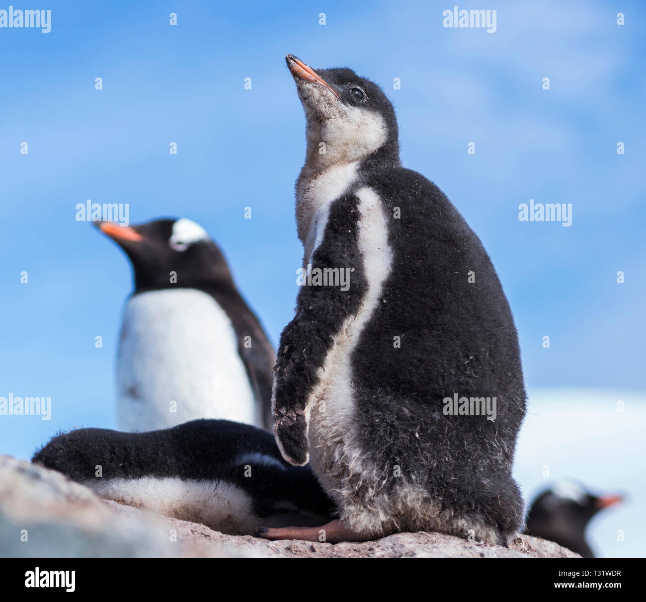 A young juvenile Gentoo penguin stares proudly, Antarctica, Paradise Bay. Stock Photo