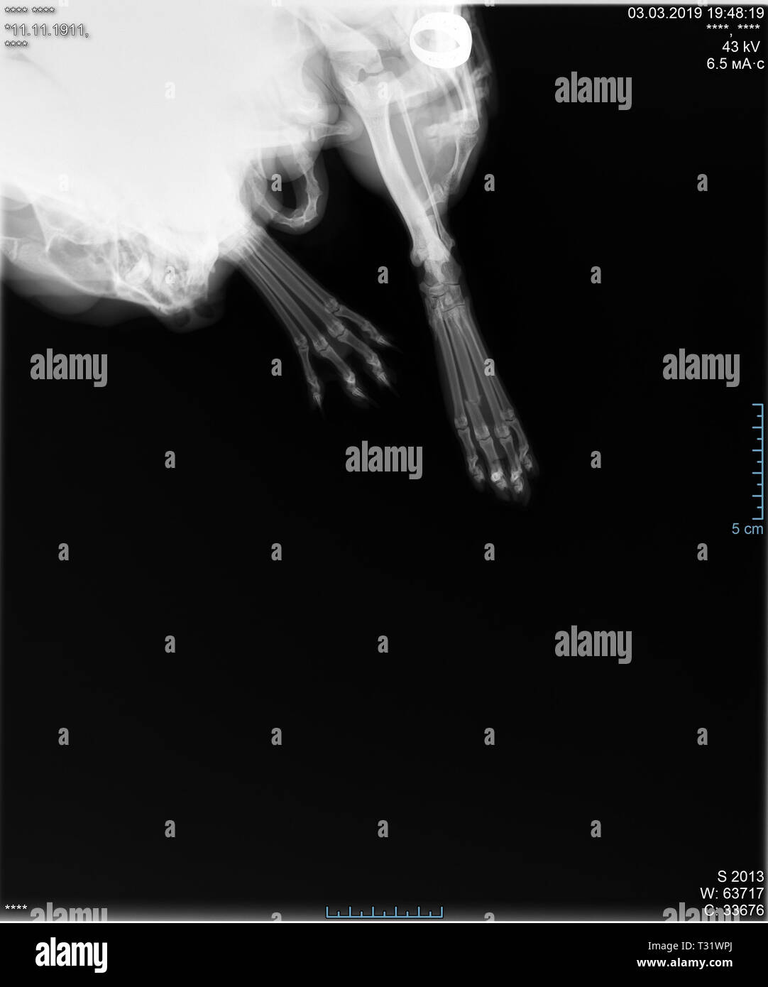 X-ray of cat's paw fracture. Radiograph of the broken paw of a cat. Stock Photo