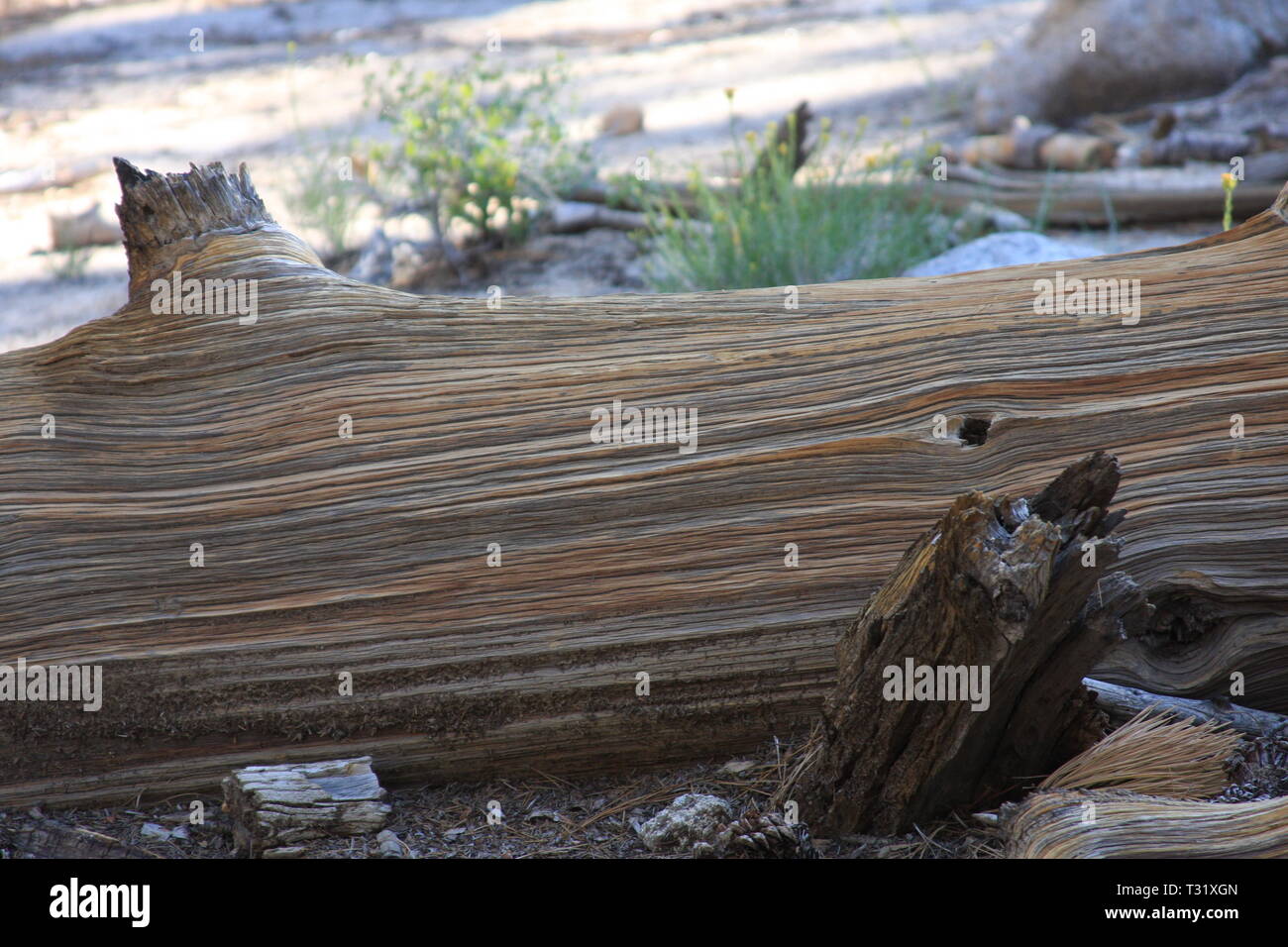 Fallen Log Stock Photo