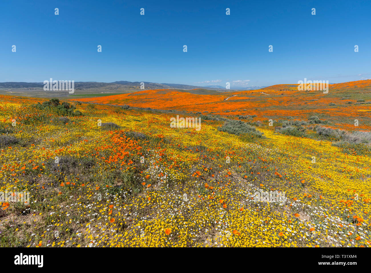 California wildflower spring super bloom hillside near Lancaster in